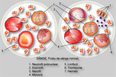 largimea distributiei trombocitare scazuta|Trombocitele – functii si valori normale –。